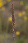 Longspike tridens